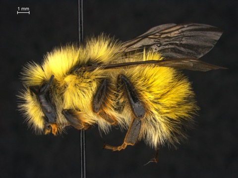 Bombus flavifrons male